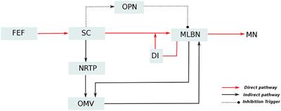 Modeling the Encoding of Saccade Kinematic Metrics in the Purkinje Cell Layer of the Cerebellar Vermis